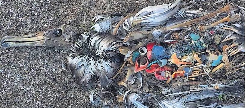 bird-killed-by-plastic