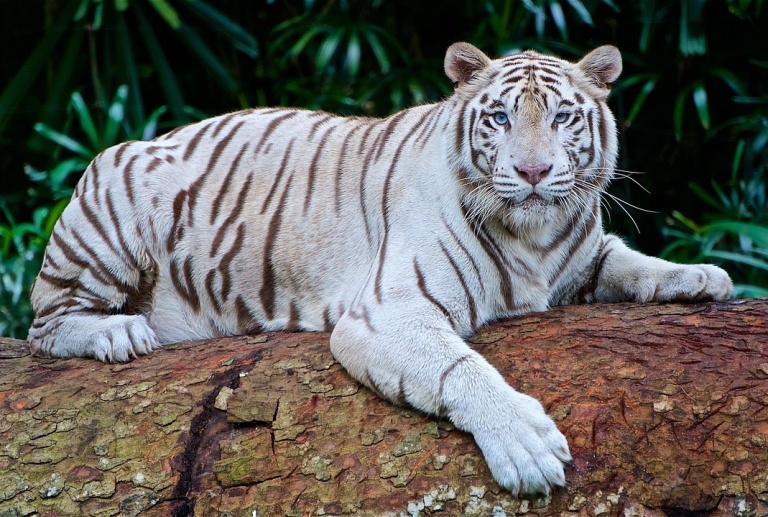 White-tiger-2407799_1280