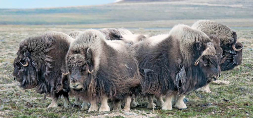 muskox1