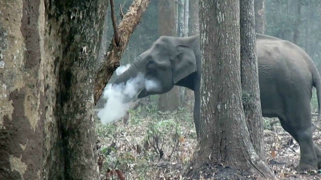 665374-smoking-elephant