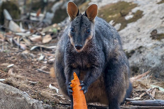 Australia is dropping vegetables from helicopters for bushfire-affected wallabies 