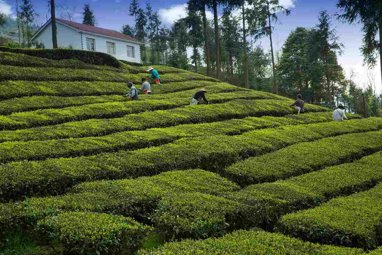 Tea Estate