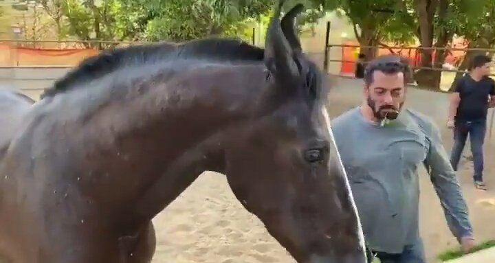 Salman Khan feeding horses in his farm house. Image - Youtube