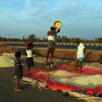 Farmers are working in the field.