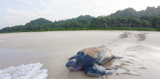 A research team monitored nesting sites on Little Andaman Island and tagged leatherbacks using satellite transmitters. Image by Adhith Swaminathan.