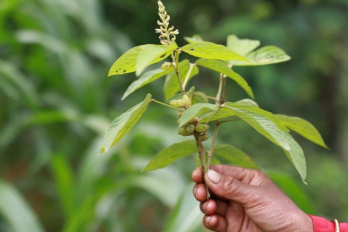 A leguminous plant held by a woman in Nepal/ Mongabay