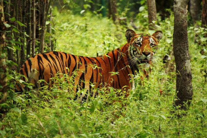 The massive conservation success is expected to make Nepal the only one of the tiger range countries to even come close to doubling its population of the big cat.