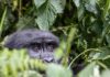 A gorilla peeping from being a leafy bush/Image:Pixabay