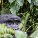 A gorilla peeping from being a leafy bush/Image:Pixabay