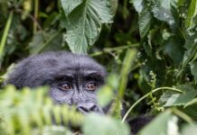 A gorilla peeping from being a leafy bush/Image:Pixabay