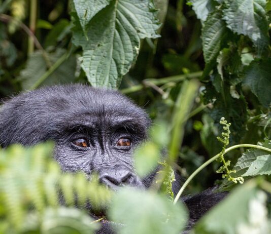 A gorilla peeping from being a leafy bush/Image:Pixabay